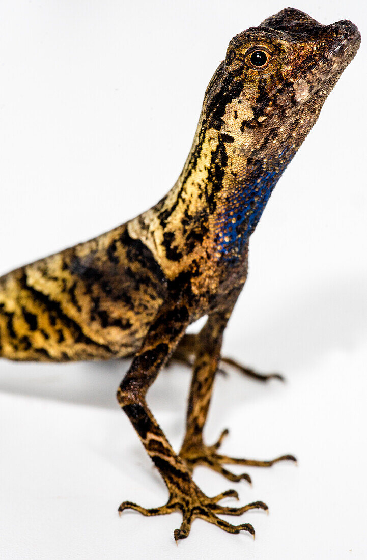 Yellow-tongued Anole (Anolis scypheus)