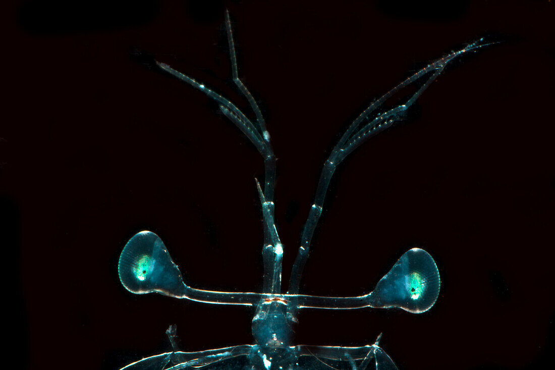Larval Mantis Shrimp