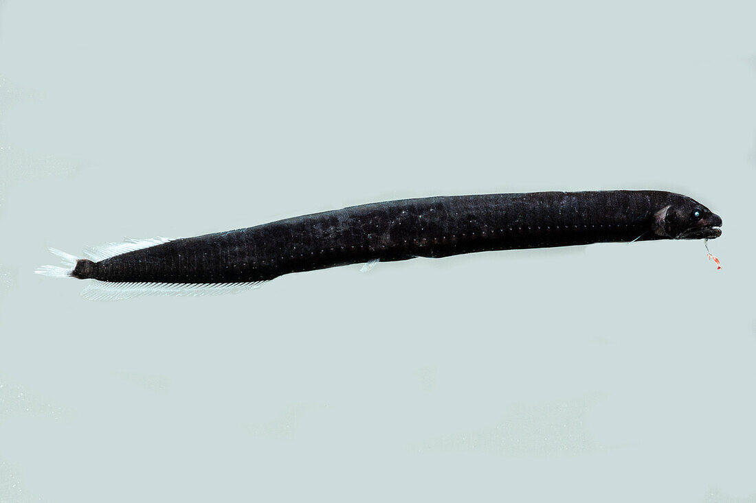 Dragonfish (Eustomias schmidti)