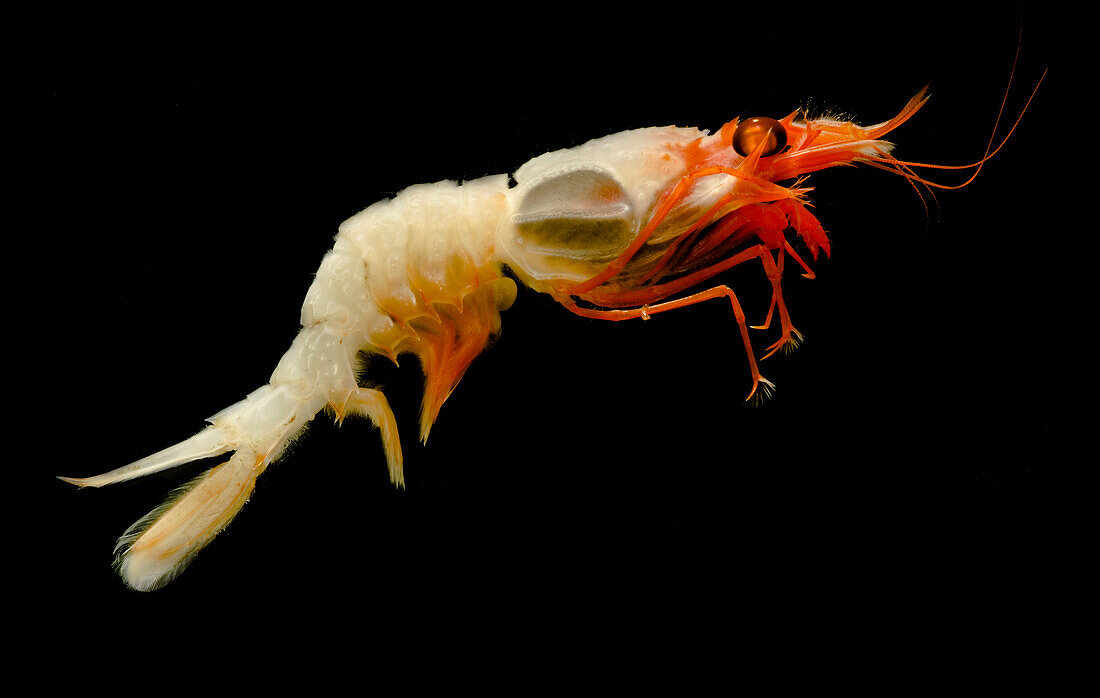 Deep Sea Shrimp (Glyphocrangon sp.)