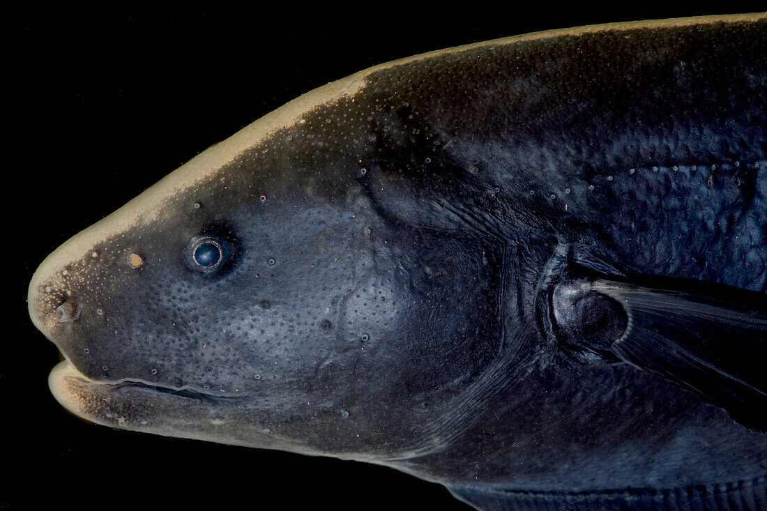 Knifefish (Apteronotus albifrons)