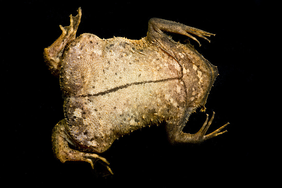 Suriname Toad (Pipa pipa)