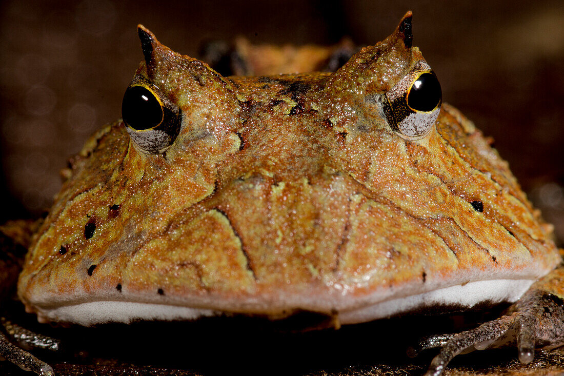 Amazonian Horned Frog (Ceratophrys cornuta)