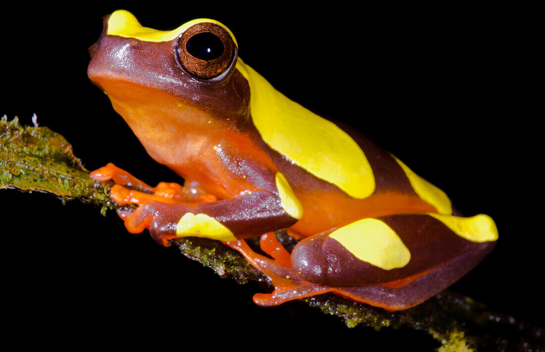 Clown Tree frog (Dendropsophus reticulatus)