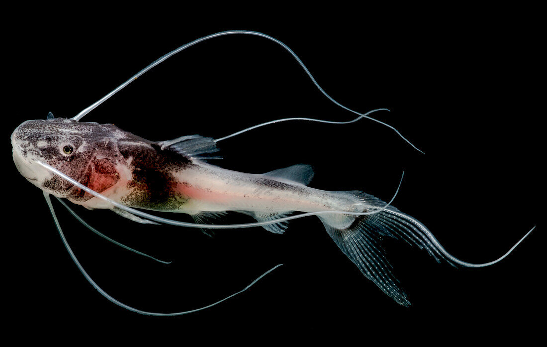 Goliath Catfish (Brachyplatystoma filamentosum)