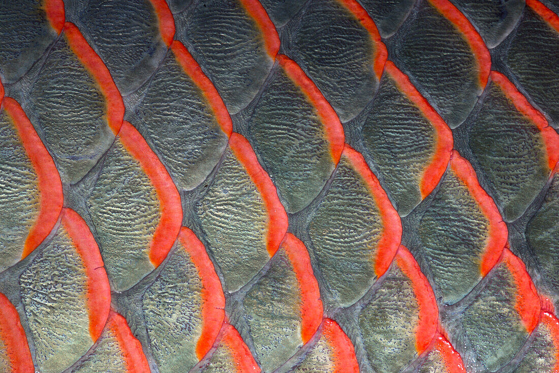 Pirarucu (Arapaima gigas)