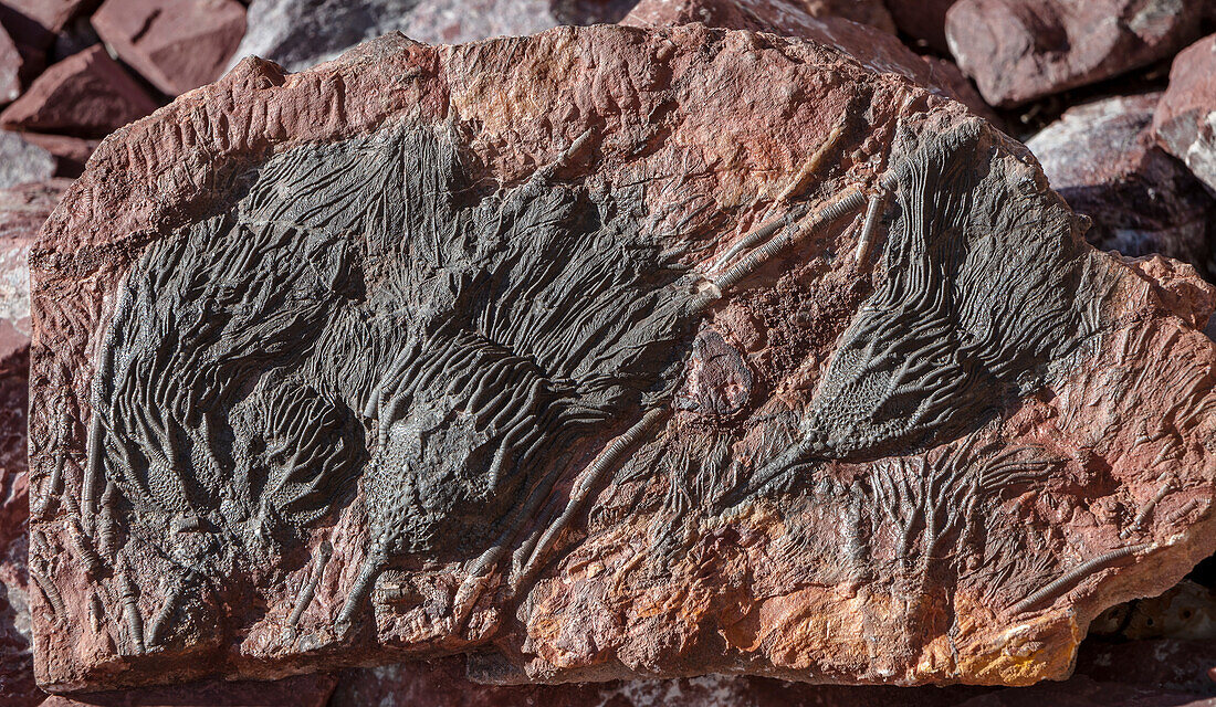 Fossil Crinoids (Scyphocrinites sp.)