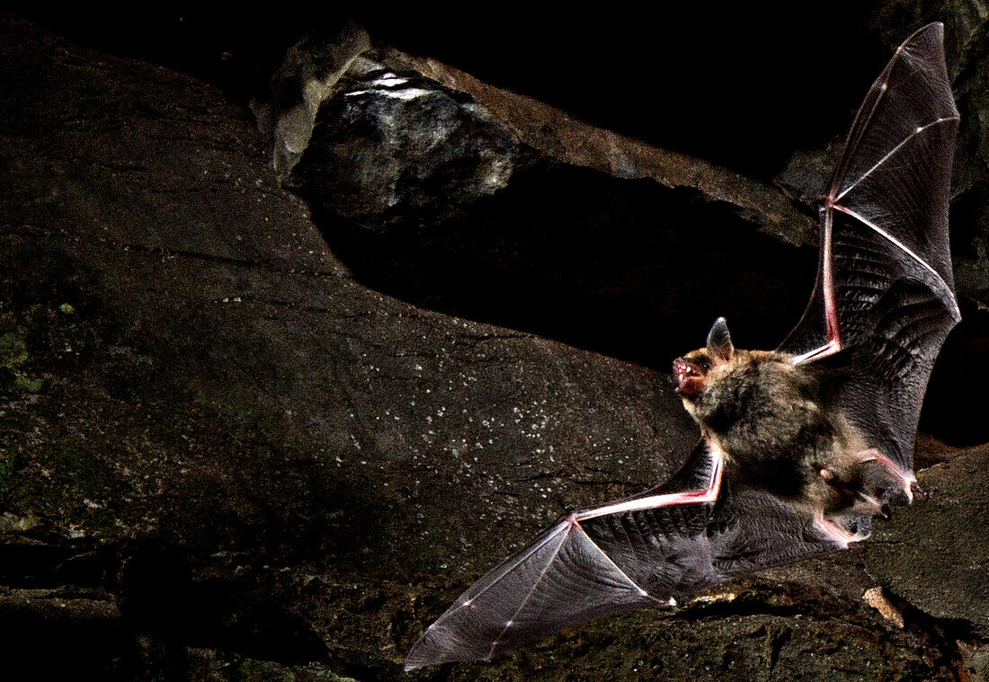 Cave Myotis Bat (Myotis velifer)