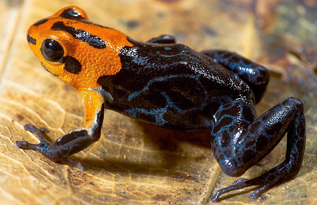Fantastic Poison Frog (Ranitomeya fantastica)