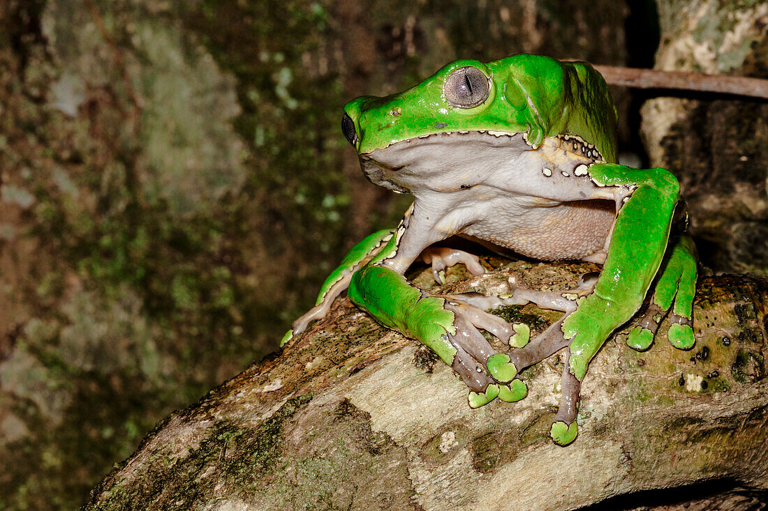 Giant Monkey Frog (Phyllomedusa bicolor)