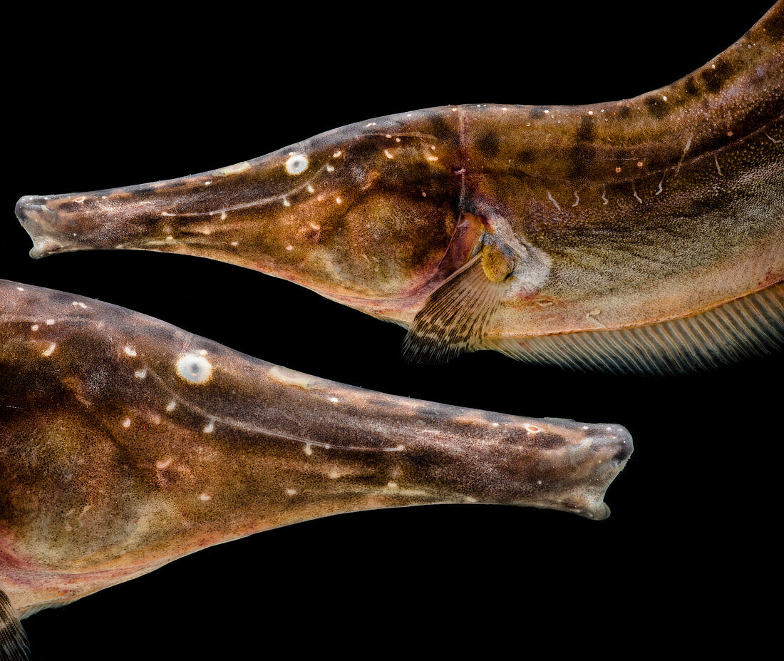 Knifefish (Rhamphichthys rostratus)