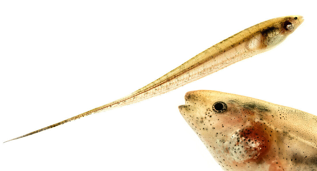 Knifefish (Brachyhypopomous sp.)