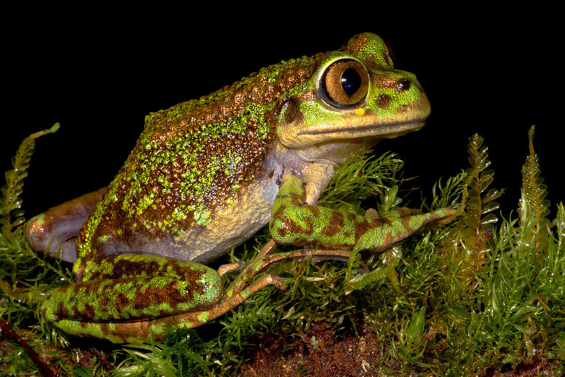 Emerald Forest Frog (Hylorina sylvatica)