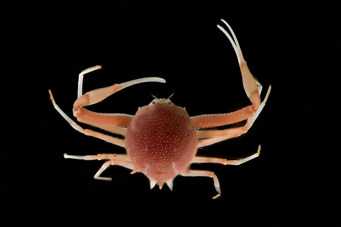 Deep Sea Spiny Crab (Paralomis hystrix)