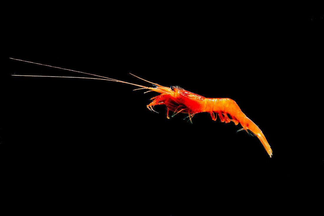 Mesopelagic shrimp (Ephyrina ombango)