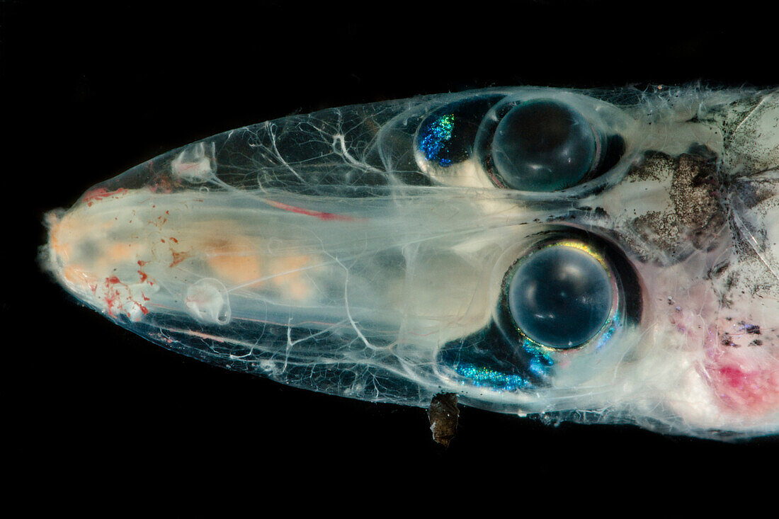 Glasshead Barreleye (Rhynchohyalus natalensis)