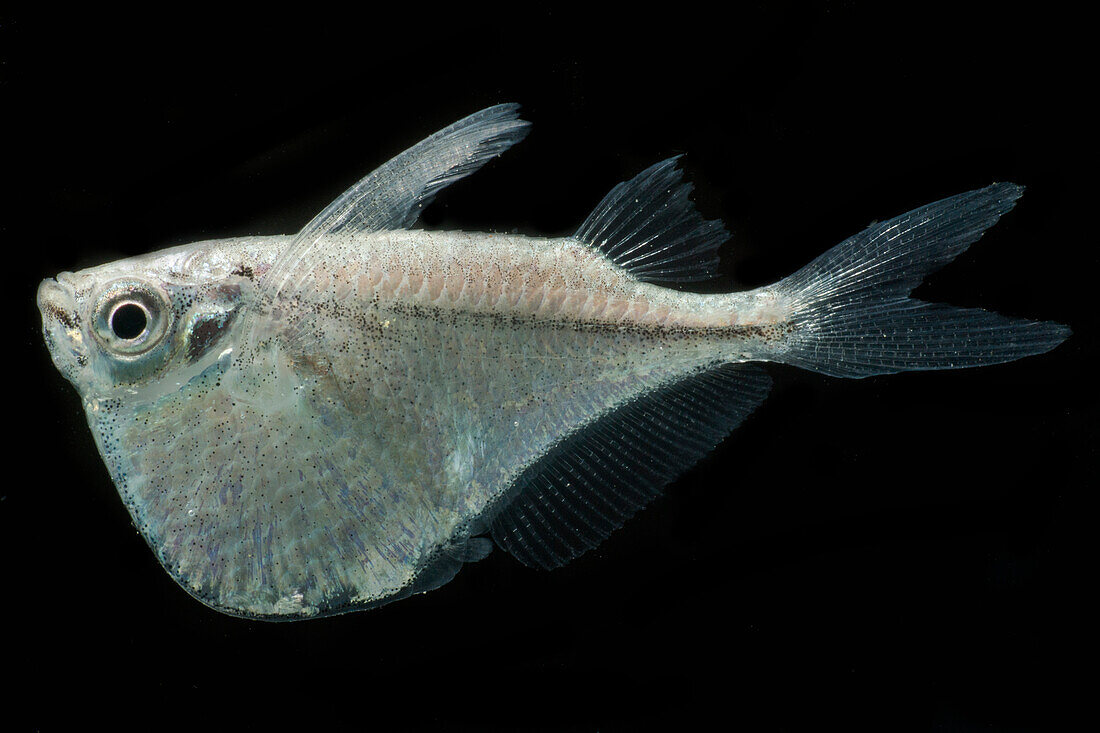 Spotfin Hatchetfish (Thoracocharax stellatus)
