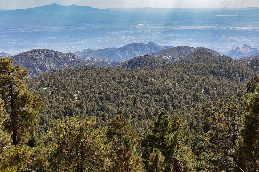 Conifer Forest, Mt. Lemmon, Arizona