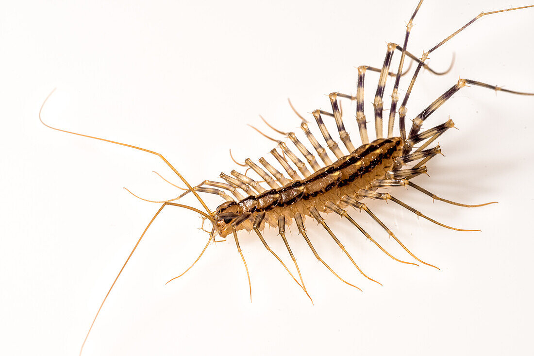 House Centipede (Scutigera coleoptrata)