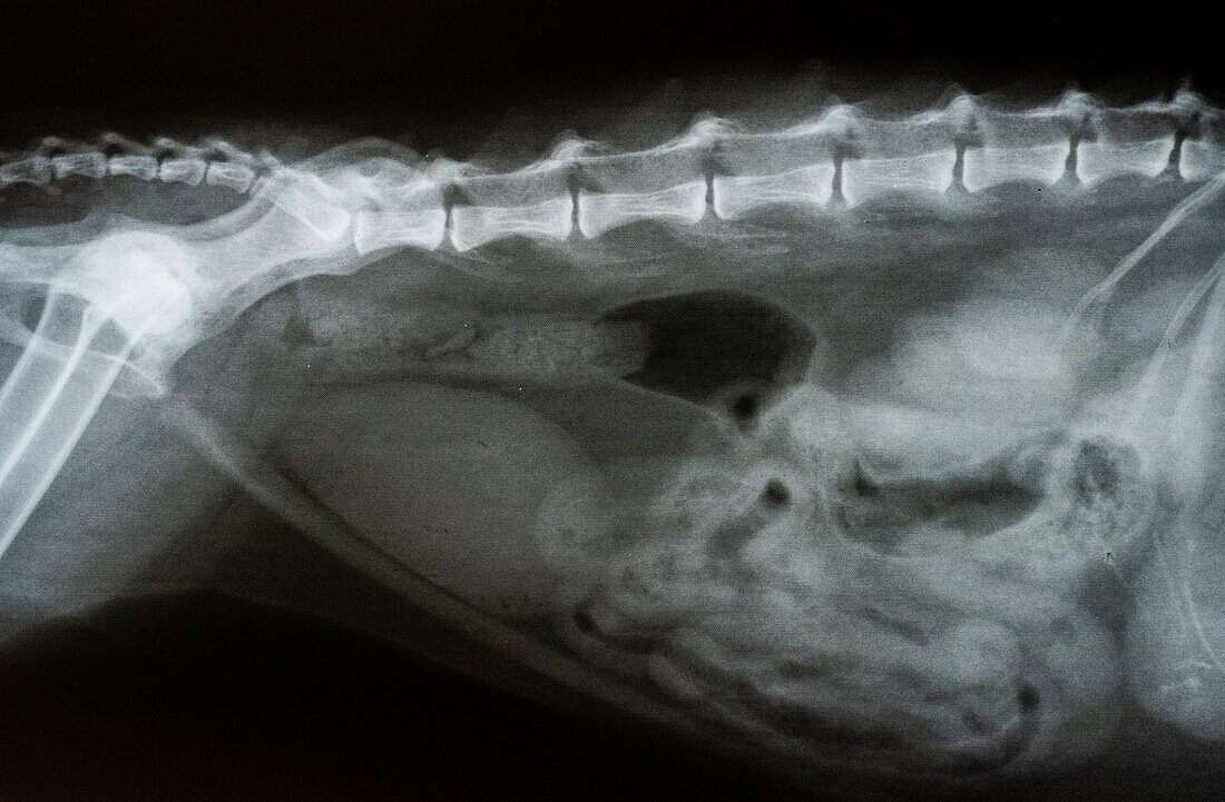 Cat X-ray, Lateral View of Spine and Abdomen