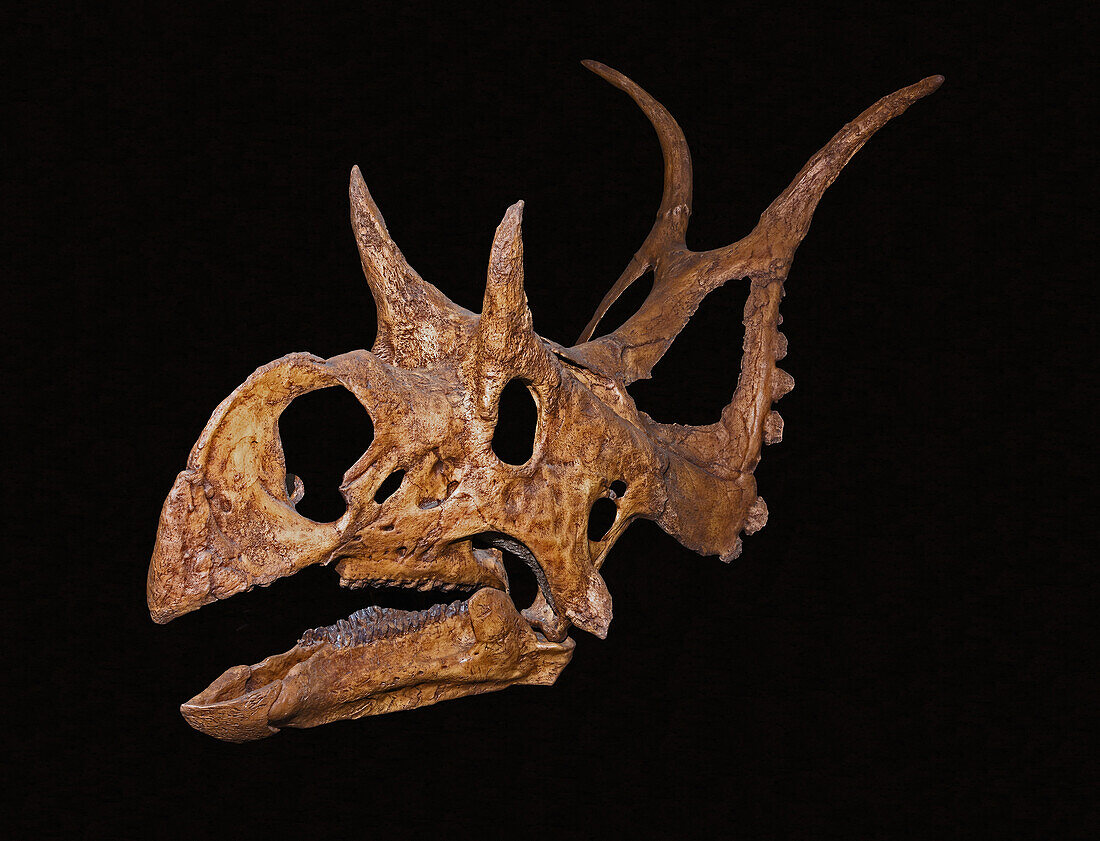 Diabloceratops skull