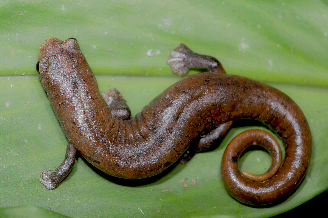 Salamander (Bolitoglossa altamazonica)