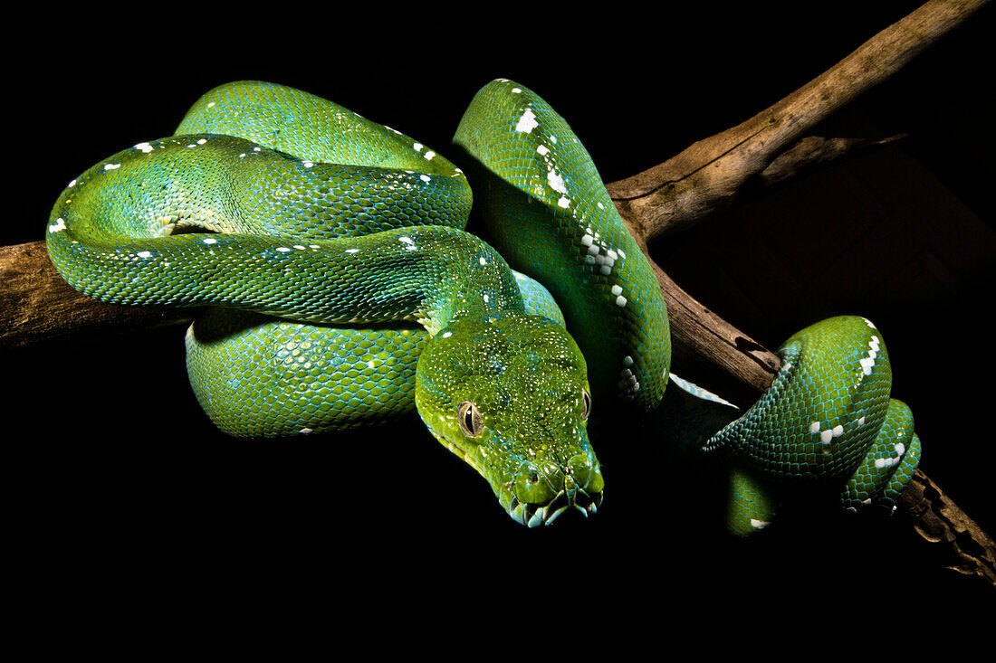 Green Tree Python (Morelia viridis