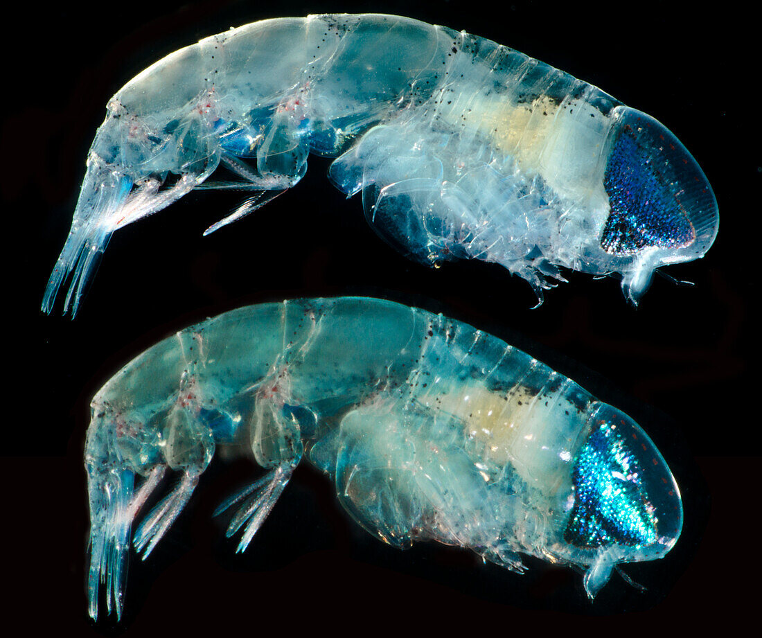 Amphipod