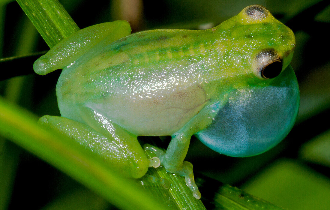 Pygmy Hatchet-faced Treefrog (Sphaenorhynchus carneus)