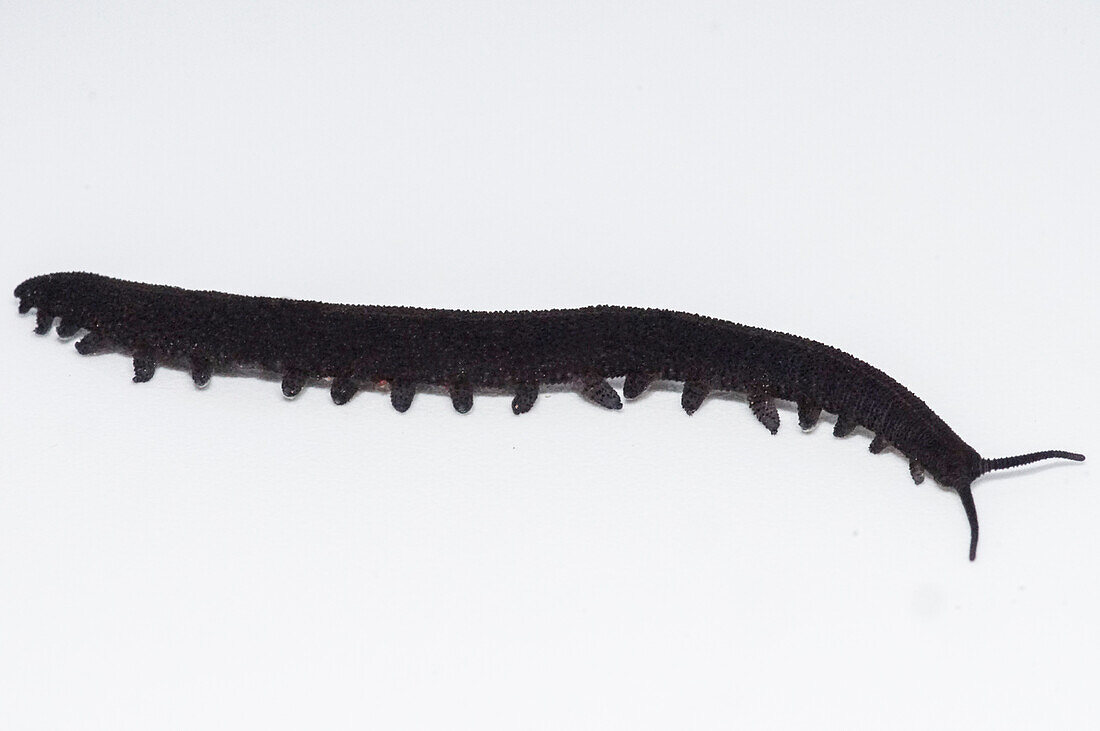 Velvet Worm (Metaperipatus cf. inae)