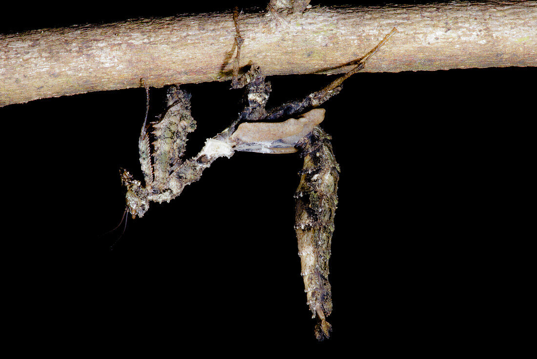 Dead-Leaf Mantid (Acanthops cf. Centralis)