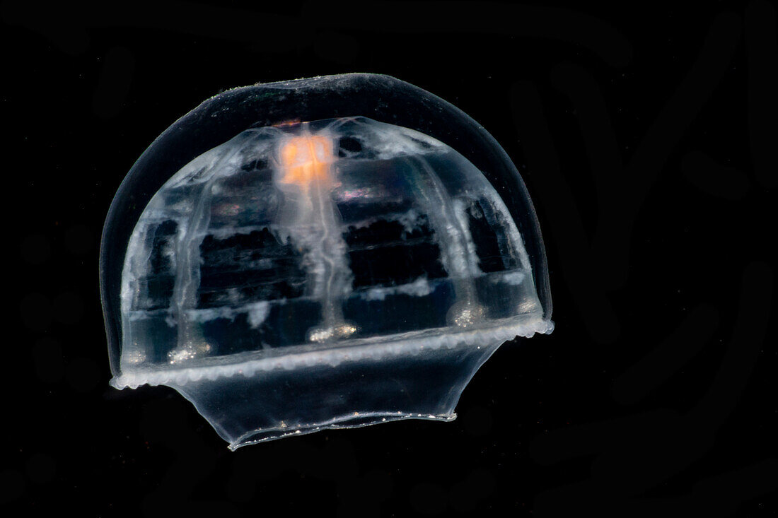Deep-Water Jellyfish
