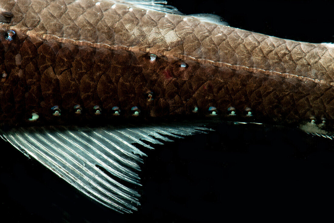 Lanternfish (Notoscopelus caudispinosus)