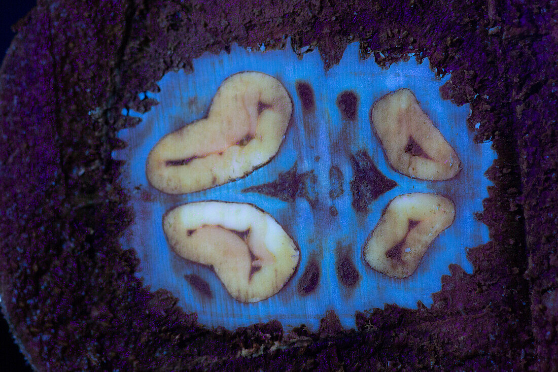Walnut Cross Section in UV Light