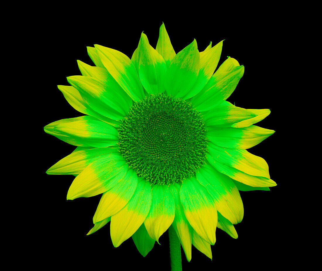 Sunflower in Simulated Bee Vision