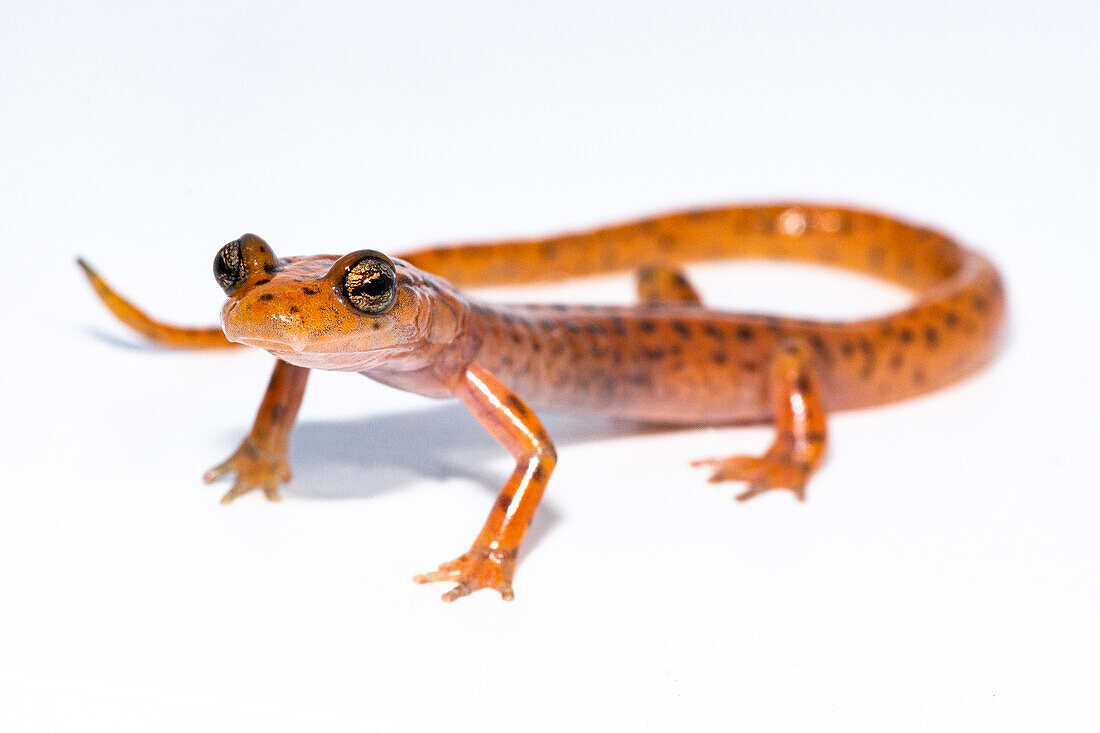 Cave Salamander, Eurycea lucifuga