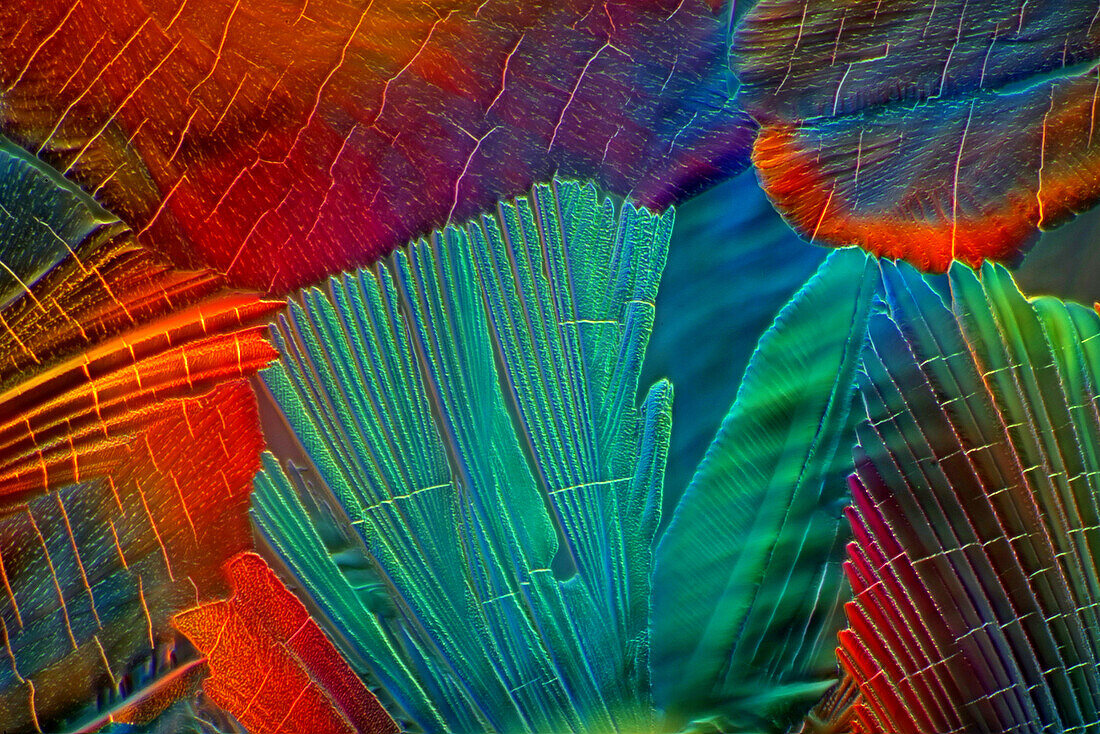 Malic Acid, Polarized and Dark Field Micrograph