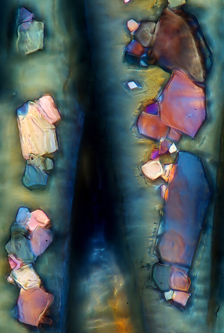 Lead Acetate, Polarized Micrograph