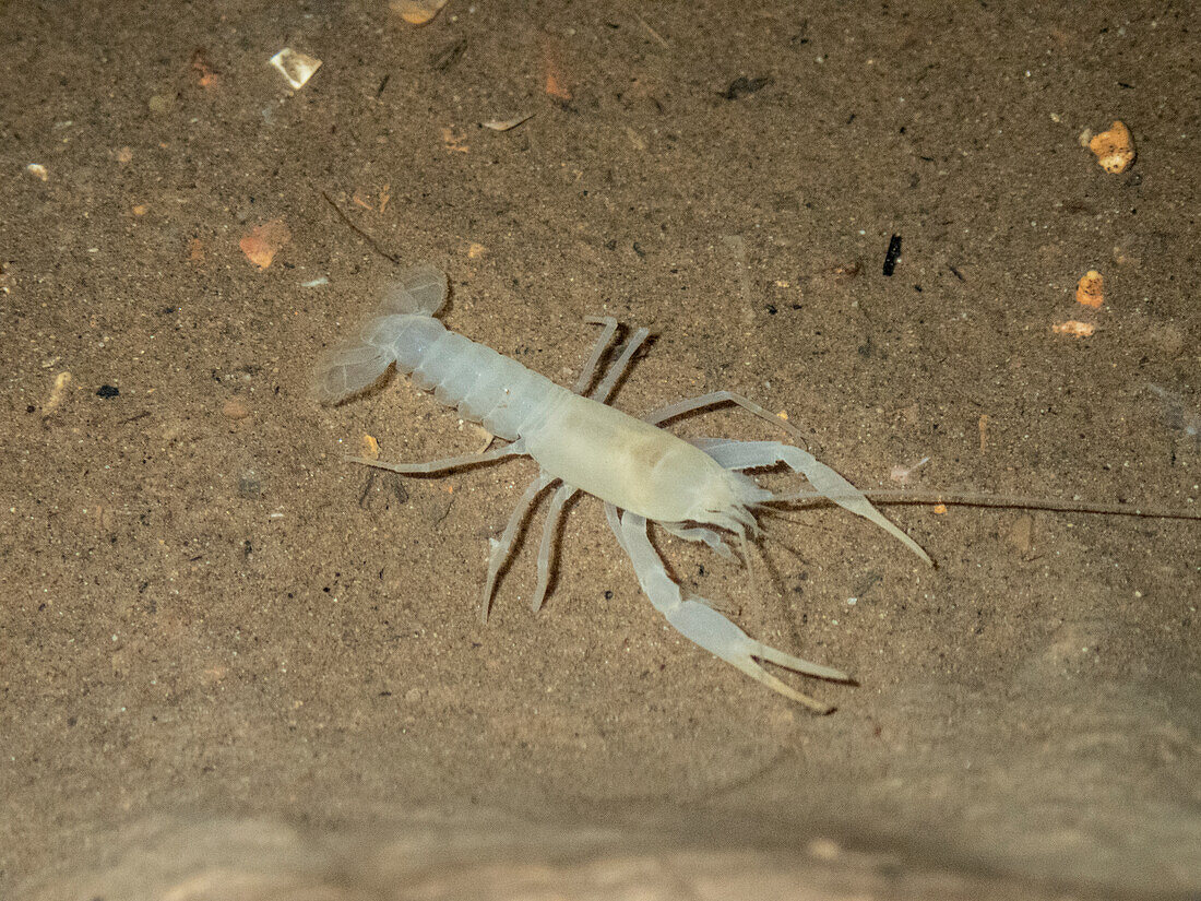 Delaware County Cave Crayfish (Cambarus subterraneus)
