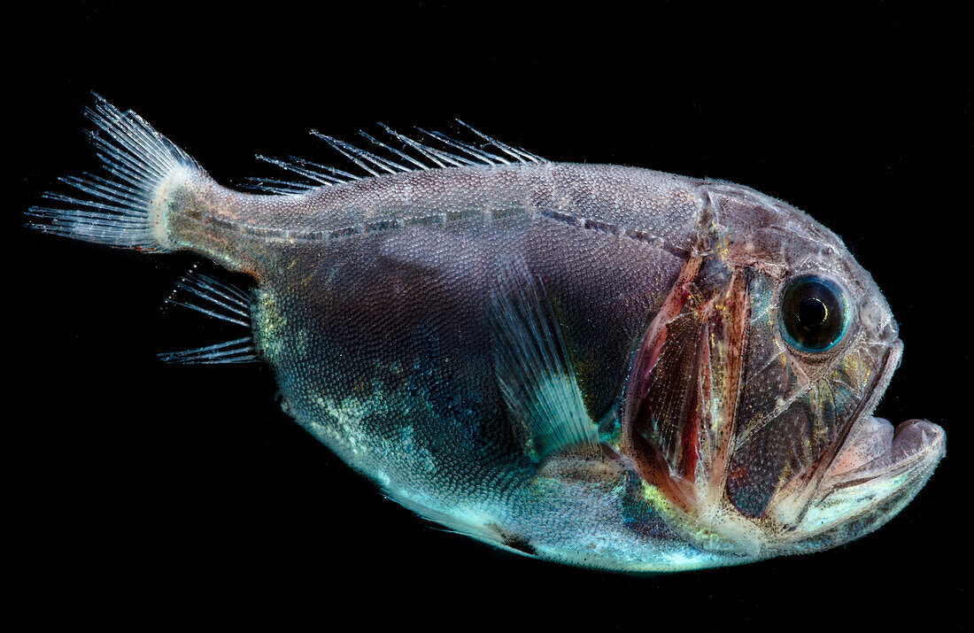 Fangtooth, Anoplogaster cornuta