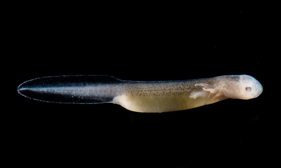 Georgia Blind Salamander (Eurycea wallacei)