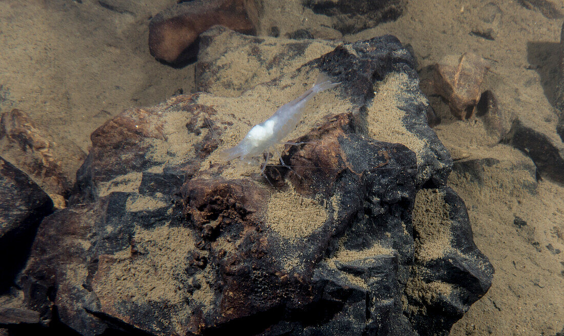 Blind Cave Shrimp (Troglocaris anophthalmus)