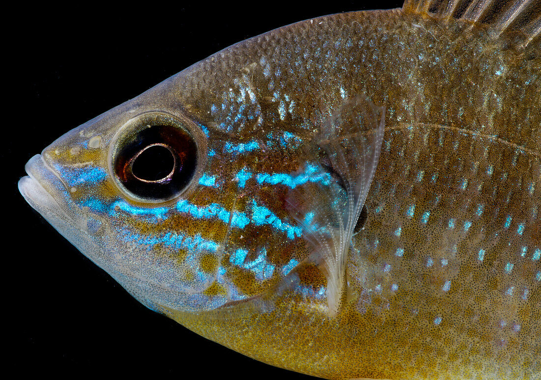 Ozark Longear Sunfish (Lepomis megalotis)