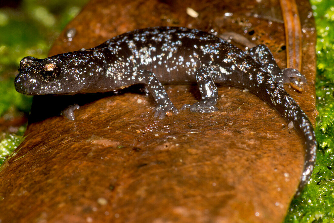 Juvenile Santa Cruz Black Salamander (Aneides niger)