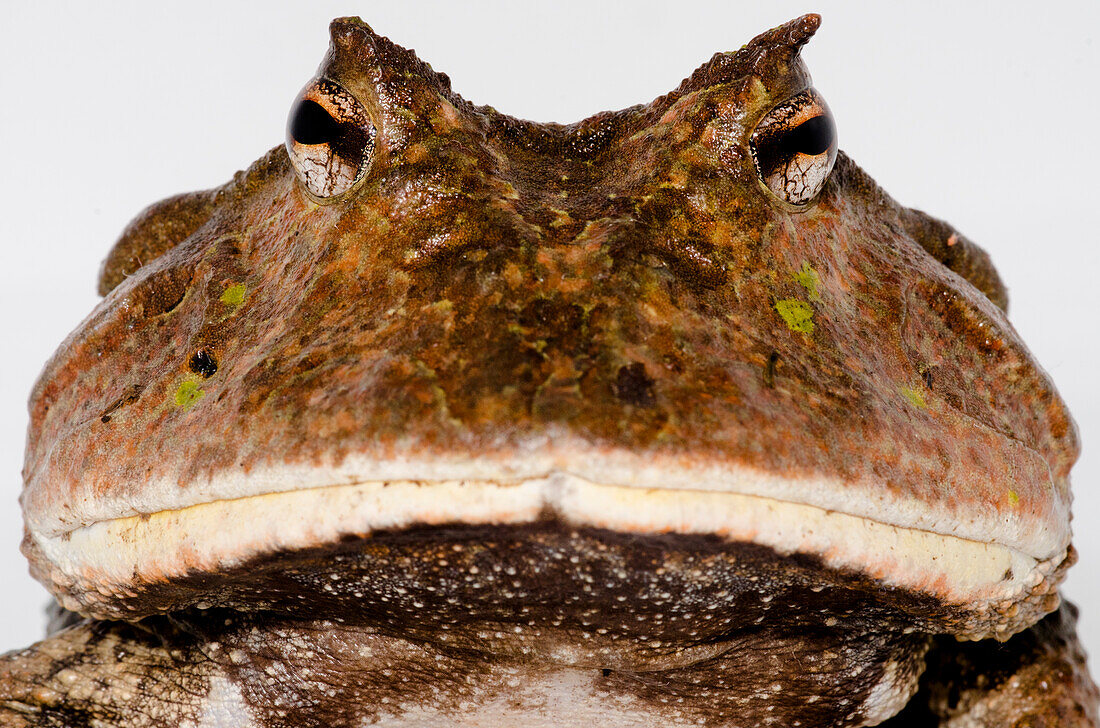Amazonian Horned Frog (Ceratophrys cornuta)