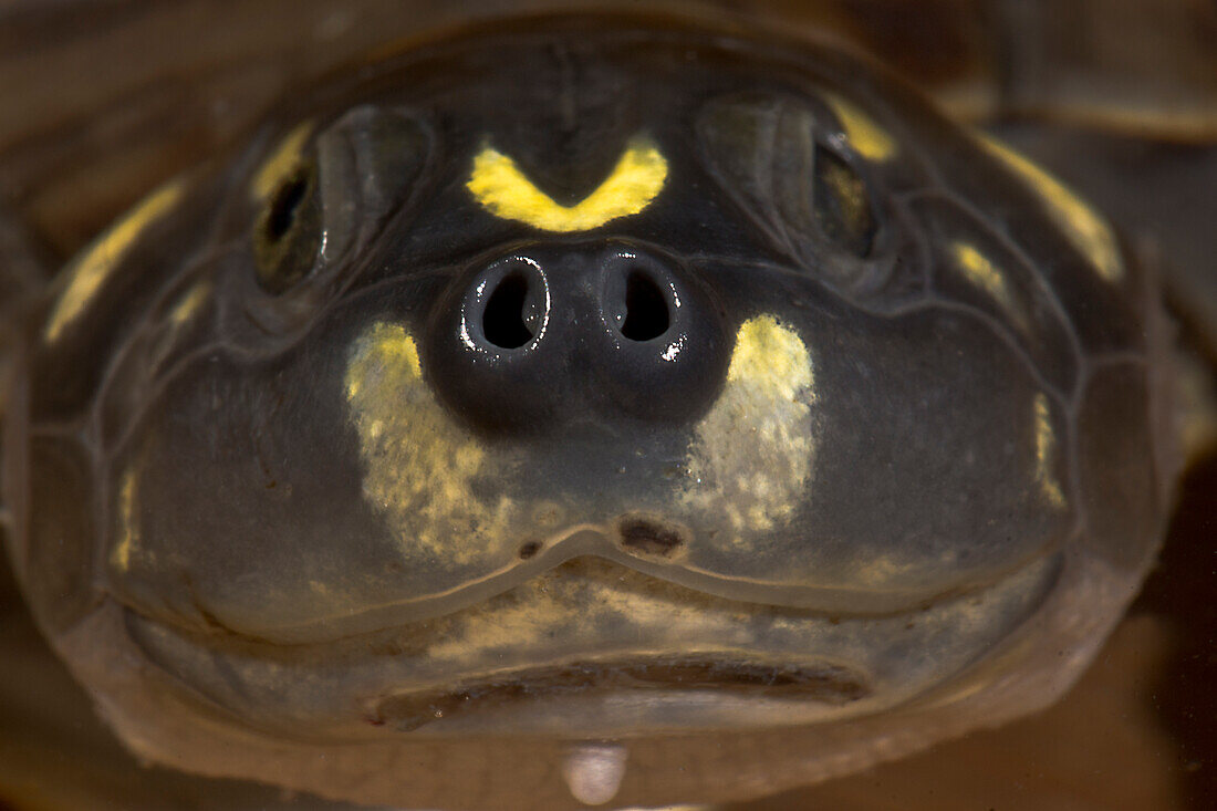 Six-tubercled River Turtle (Podocnemix sextuberculata)