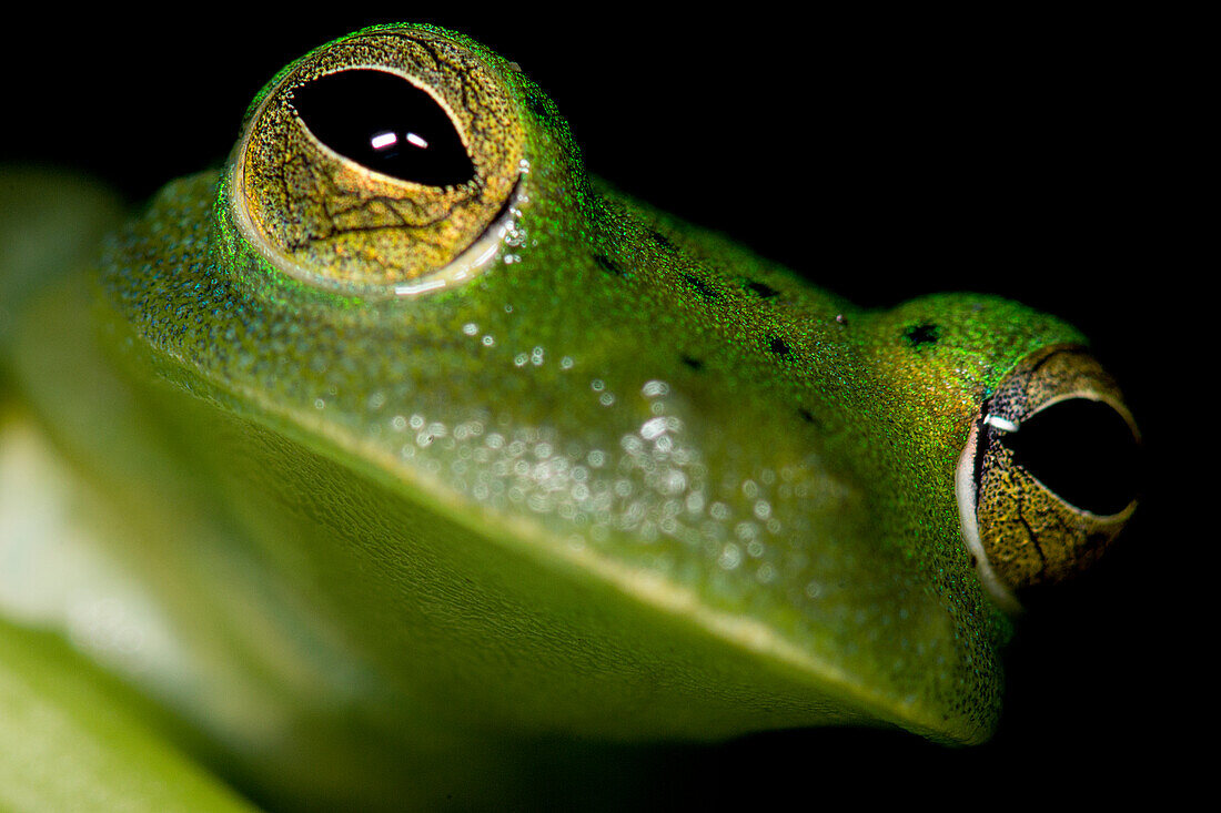 Rita's Glass Frog (Vitreorana ritae)