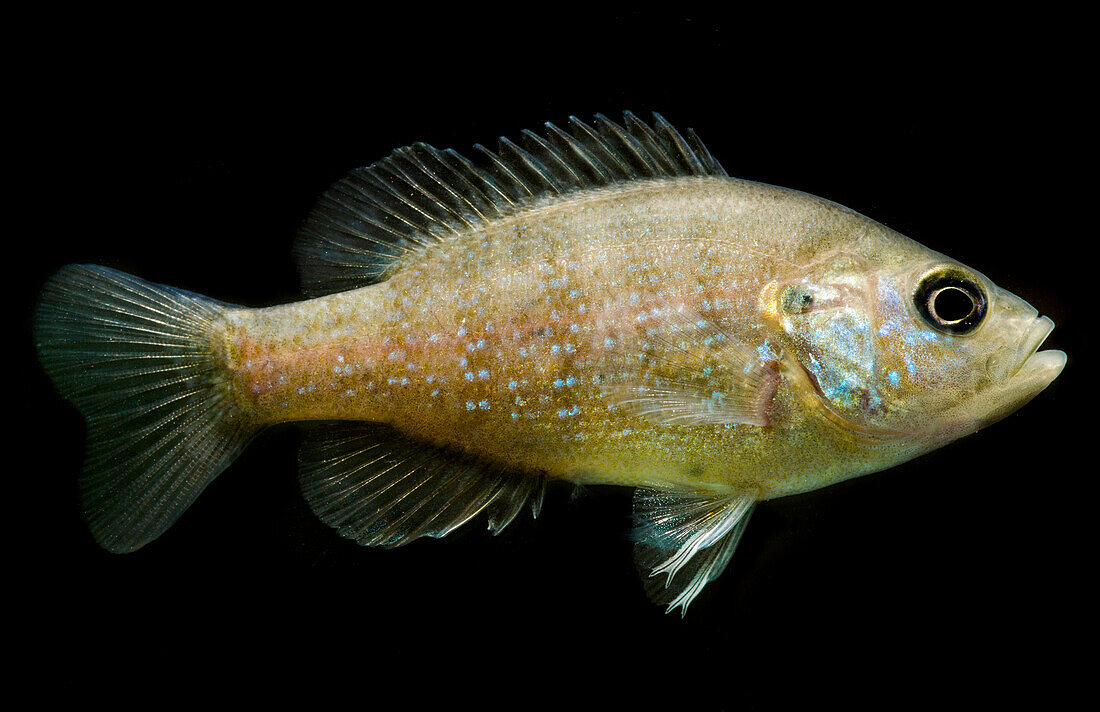 Green Sunfish (Lepomis cyanellus)