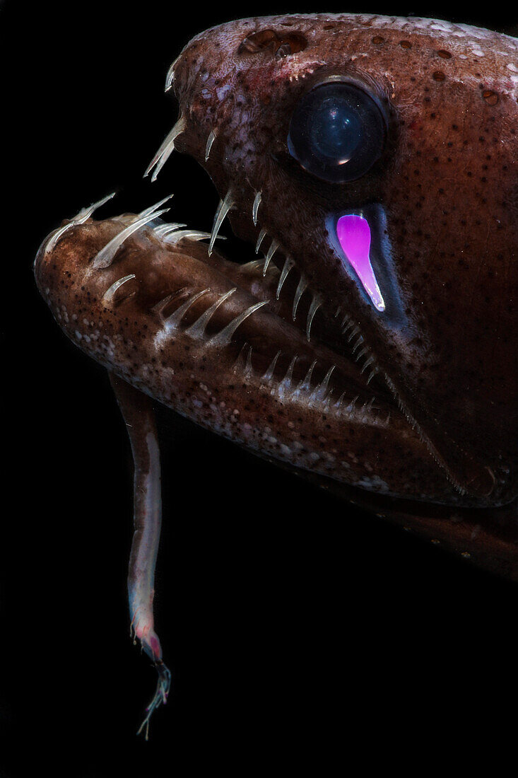Threadfin Dragonfish, Echiostoma barbatum