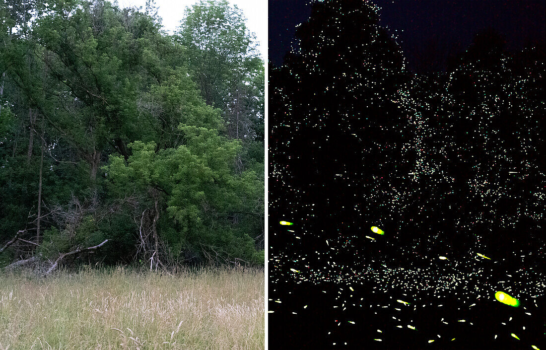 Fireflies Habitat in Day Night
